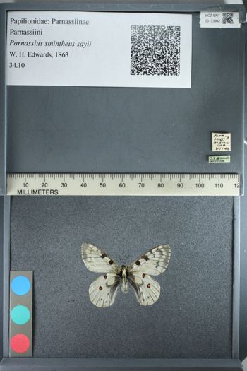 Media type: image;   Entomology 173942